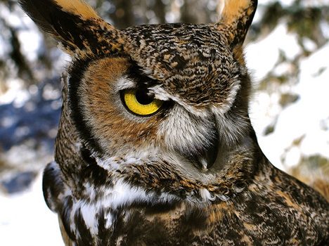 ACES: Owl Walk Tonight | Aspen Square Hotel Blog