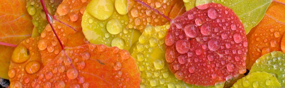 Water droplets on a series of colored autumn leaves