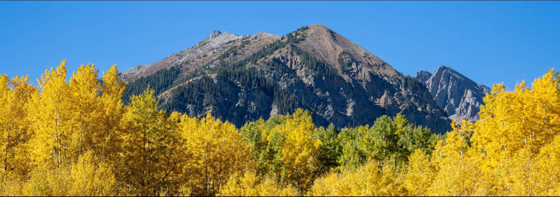 Aspen Trees with mountain Aspen Trees with mountain