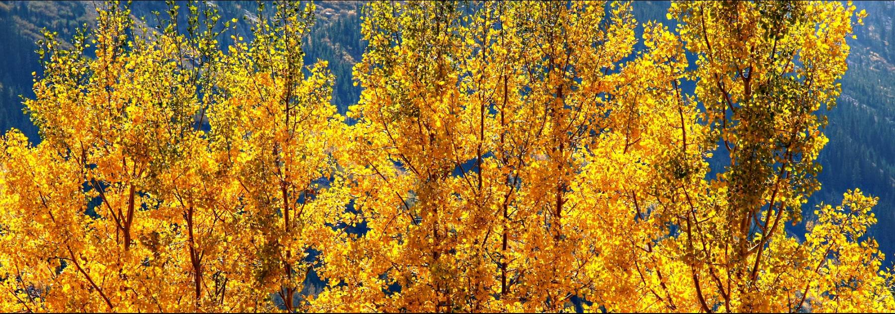 fall leaves in Aspen