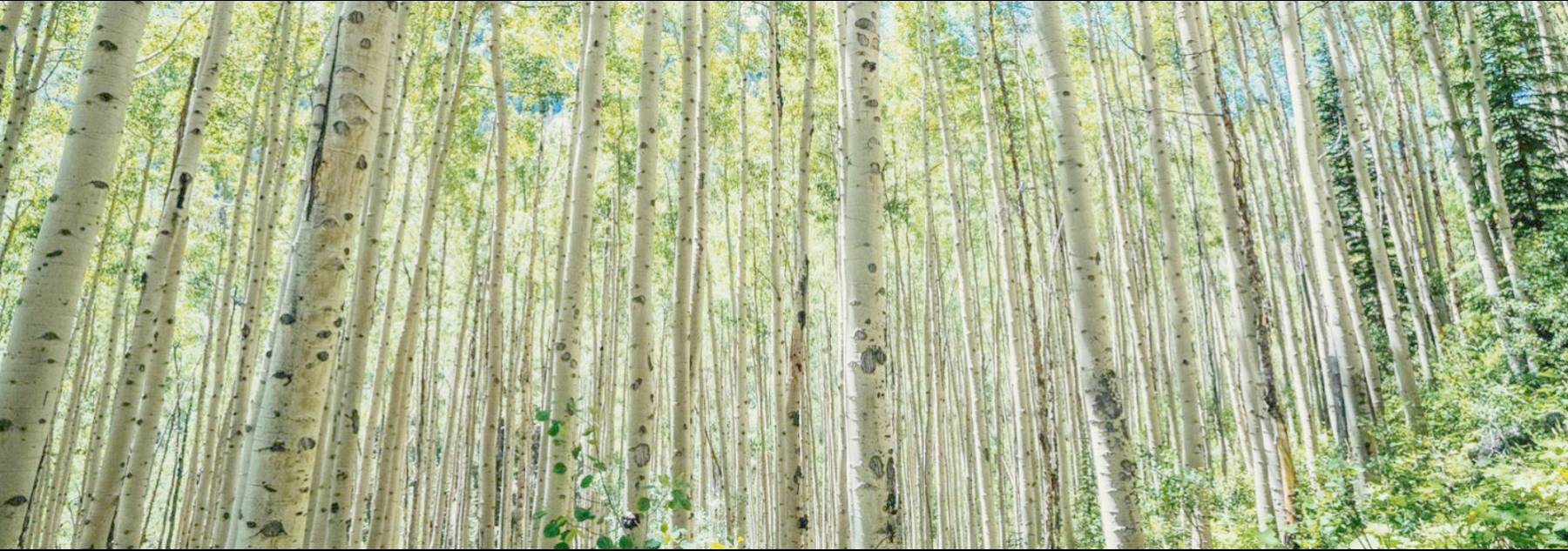 A grove of Aspen trees