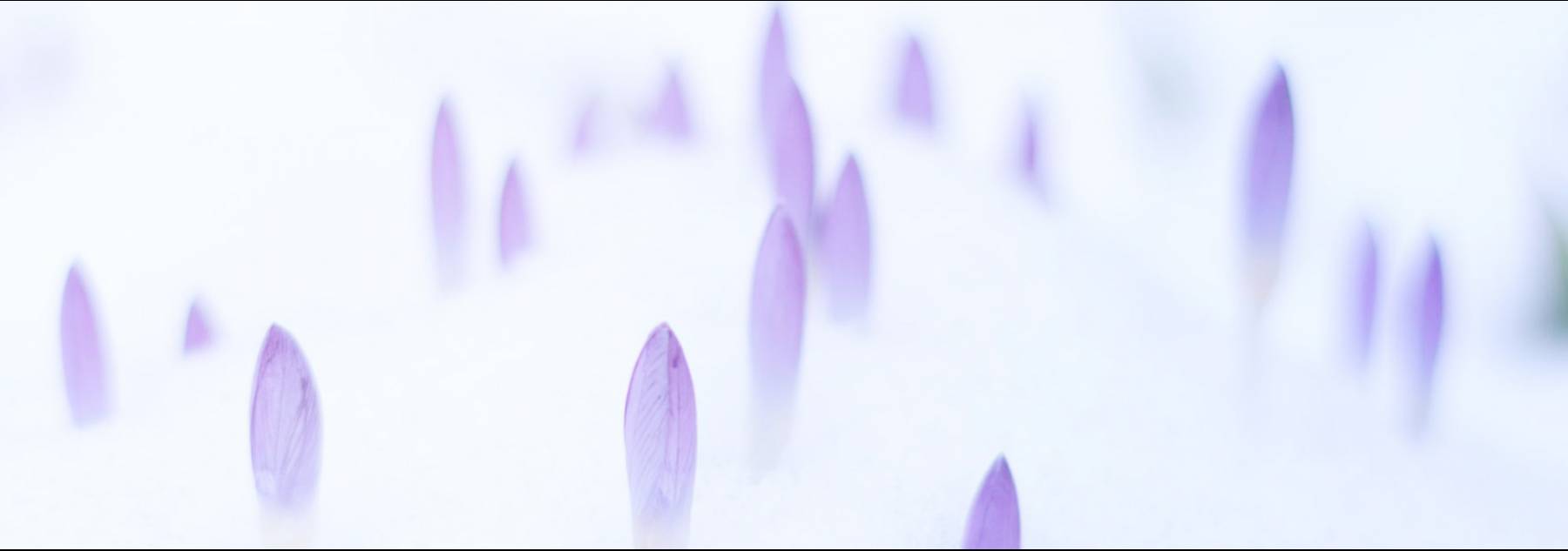 Purple flower buds peeping through the snow