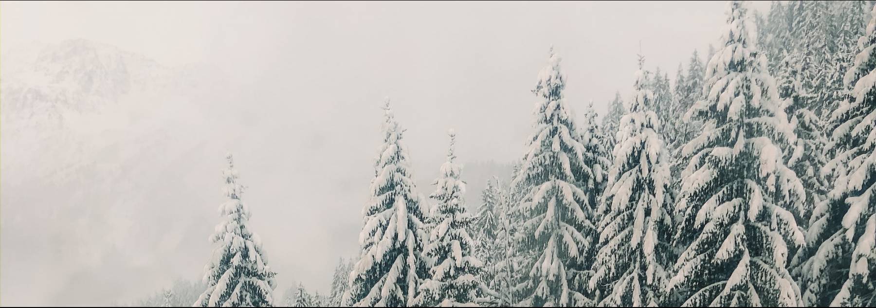 Trees in Winter in Aspen Trees in Winter in Aspen