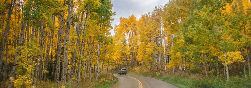 A vehicle driving along Highway 82 to Independence Pass surrounded by yellow aspen leaves