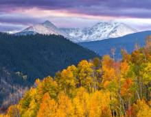 Aspen trees changing color with snow covered peaks in background