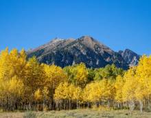 Aspen Trees with mountain Aspen Trees with mountain