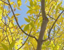 Fall leaves on trees