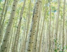 A grove of Aspen trees