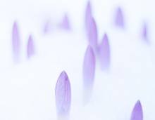 Purple flower buds peeping through the snow