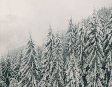 Trees in Winter in Aspen